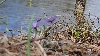 2022-05-Vingis-vanduo